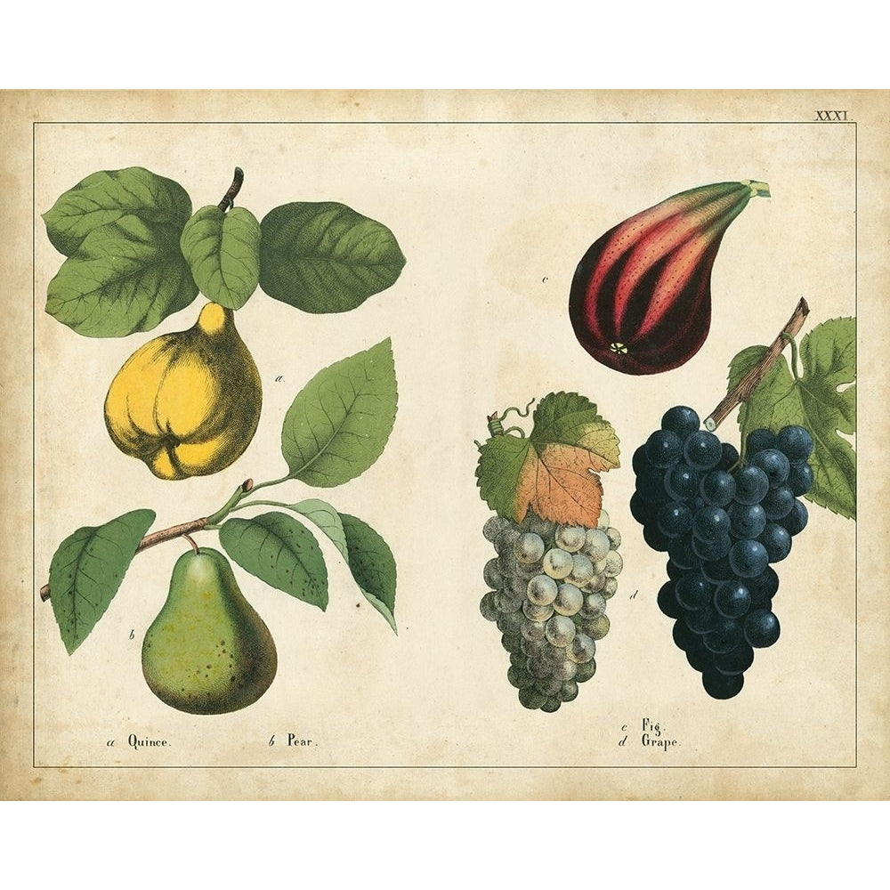 Kitchen Fruits IV Poster Print - Unknown-VARPDX89962Z Image 1