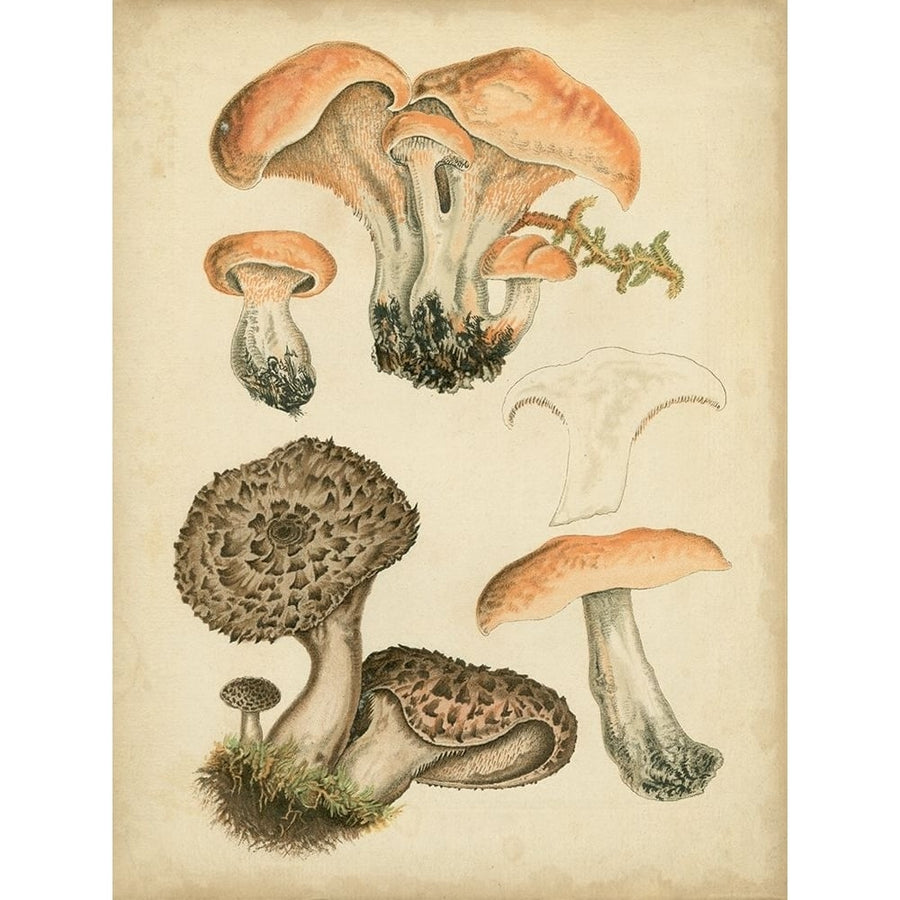 Antique Mushrooms I Poster Print - H. Furrer-VARPDX89967Z Image 1