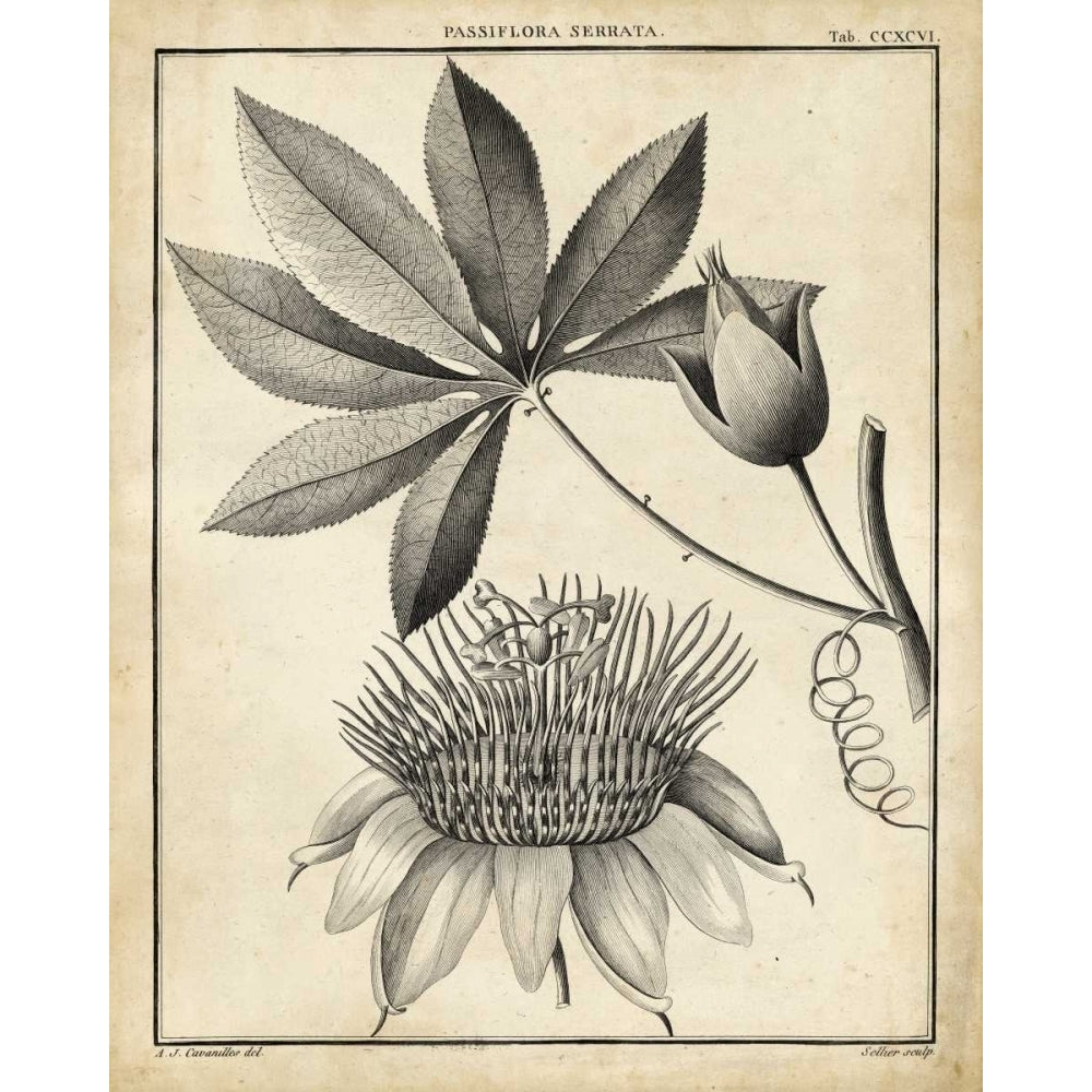 Passiflora II Poster Print - Sellier-VARPDX90093Z Image 1