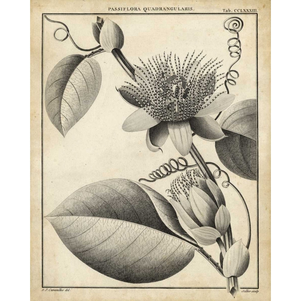 Passiflora IV Poster Print - Sellier-VARPDX90095Z Image 1