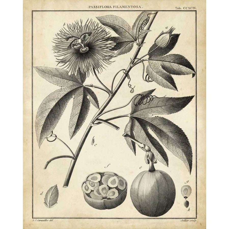 Passiflora I Poster Print - Sellier-VARPDX90092Z Image 1