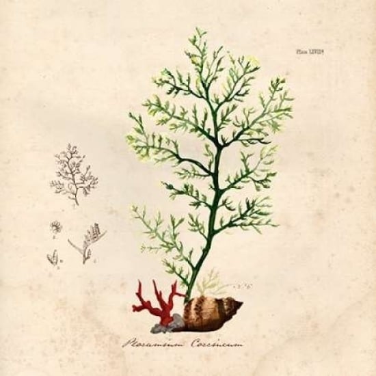 Antique Seaweed 2 Poster Print by Studio Z-VARPDX902ZST1234 Image 1