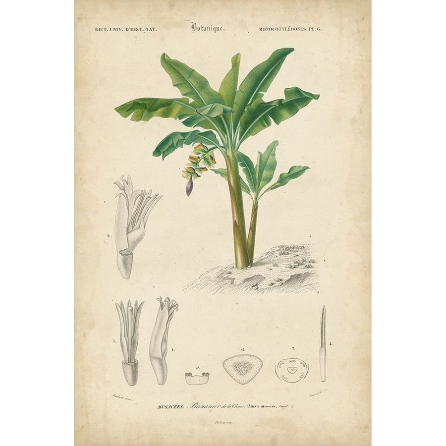 Tropical Botanique III Poster Print - Studio Vision-VARPDX90311ZE Image 1