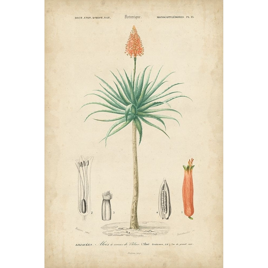 Tropical Botanique II Poster Print - Studio Vision-VARPDX90310ZE Image 1