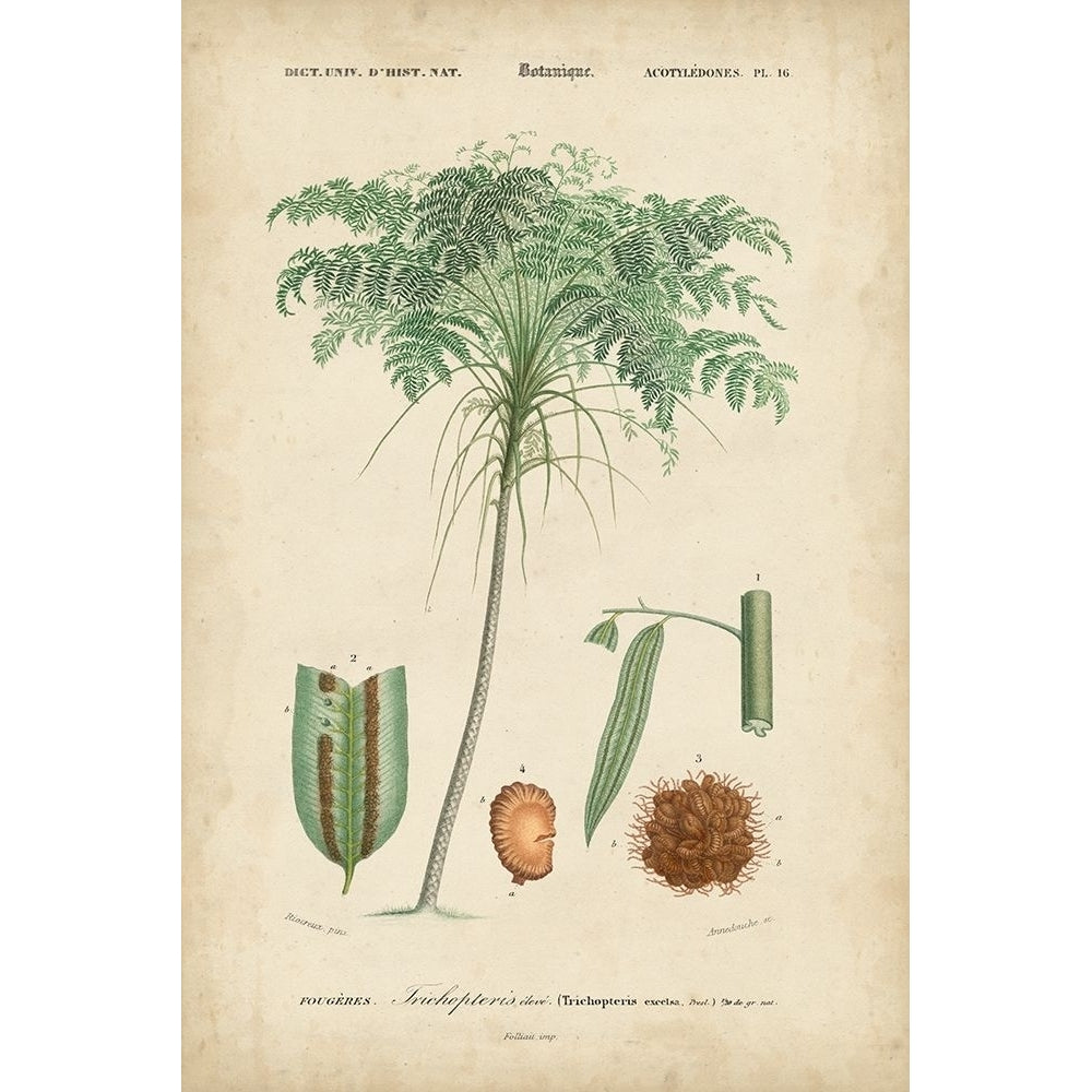 Tropical Botanique IV Poster Print - Studio Vision-VARPDX90312ZE Image 1