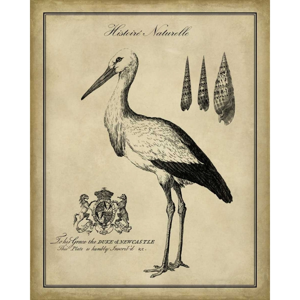 Antiquarian Stork Poster Print - Studio Vision-VARPDX90331Z Image 1