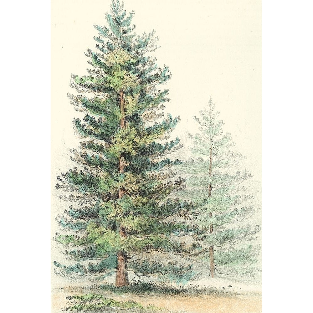 Majestic Pine I Poster Print - Unknown-VARPDX90325Z Image 1