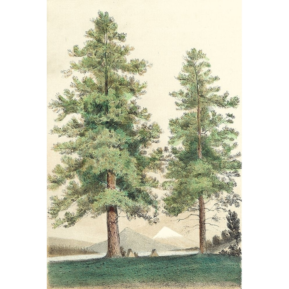 Majestic Pine II Poster Print - Unknown-VARPDX90326Z Image 1