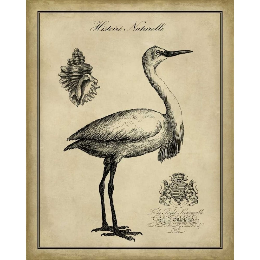 Antiquarian Egret Poster Print - Studio Vision-VARPDX90330Z Image 1