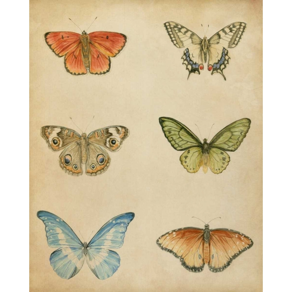 Butterfly Varietal II Poster Print - Megan Meagher-VARPDX90337Z Image 1