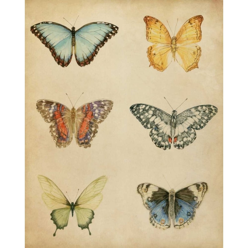 Butterfly Varietal I Poster Print - Megan Meagher-VARPDX90336Z Image 1