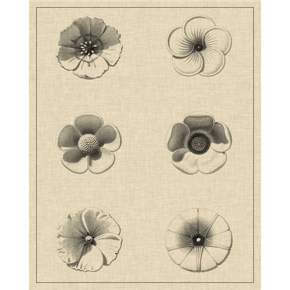 Floral Rosette I Poster Print - Studio Vision-VARPDX90362Z Image 1