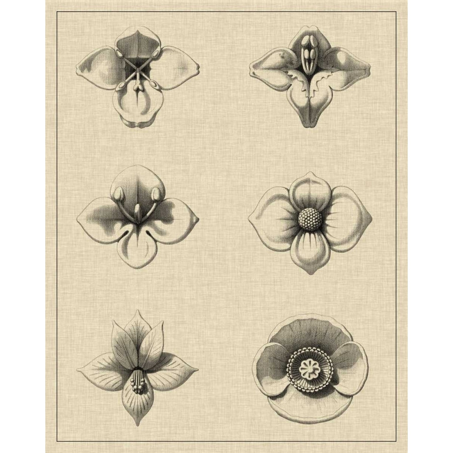 Floral Rosette IV Poster Print - Studio Vision-VARPDX90365Z Image 1