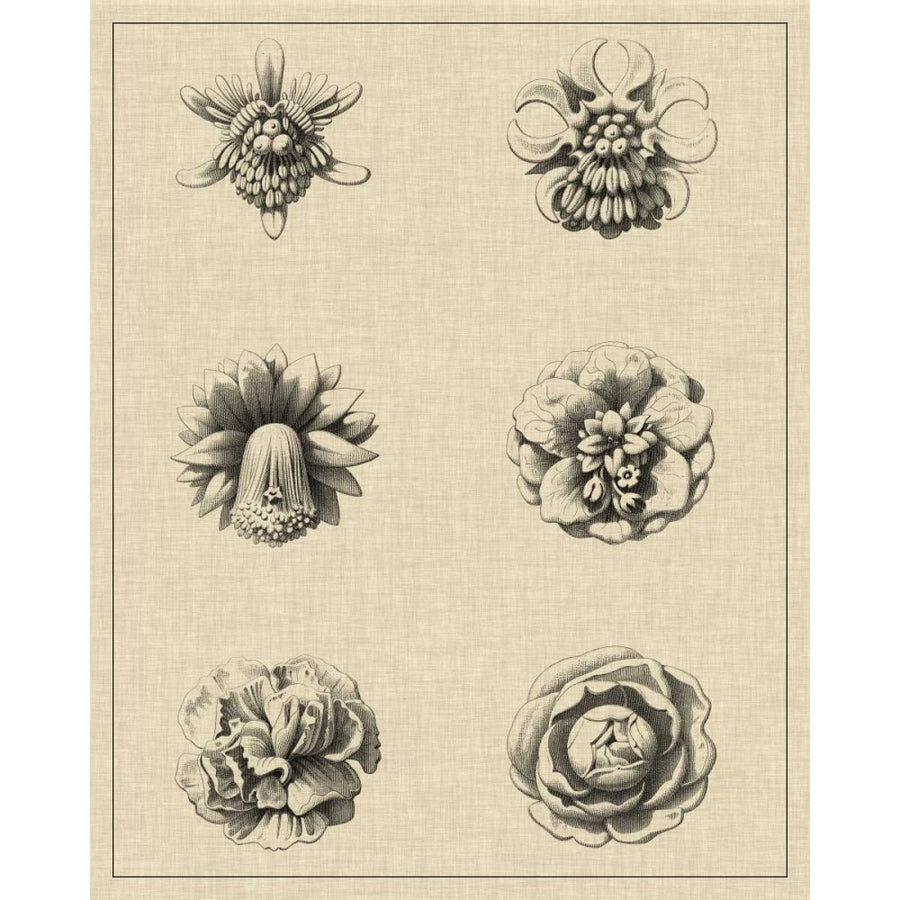 Floral Rosette III Poster Print - Studio Vision-VARPDX90364Z Image 1