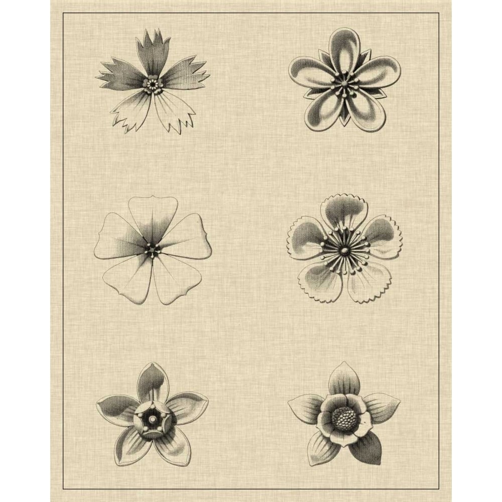 Floral Rosette II Poster Print - Studio Vision-VARPDX90363Z Image 1