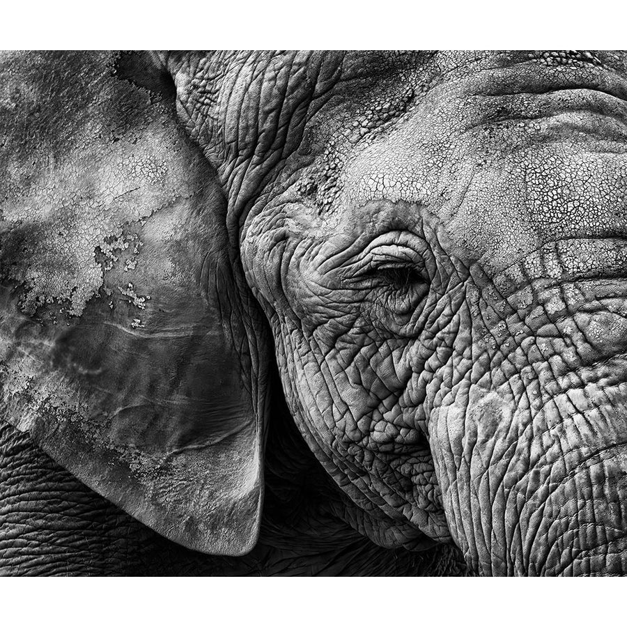 Elephant skin Poster Print - Helena Garcia-VARPDX90402 Image 1