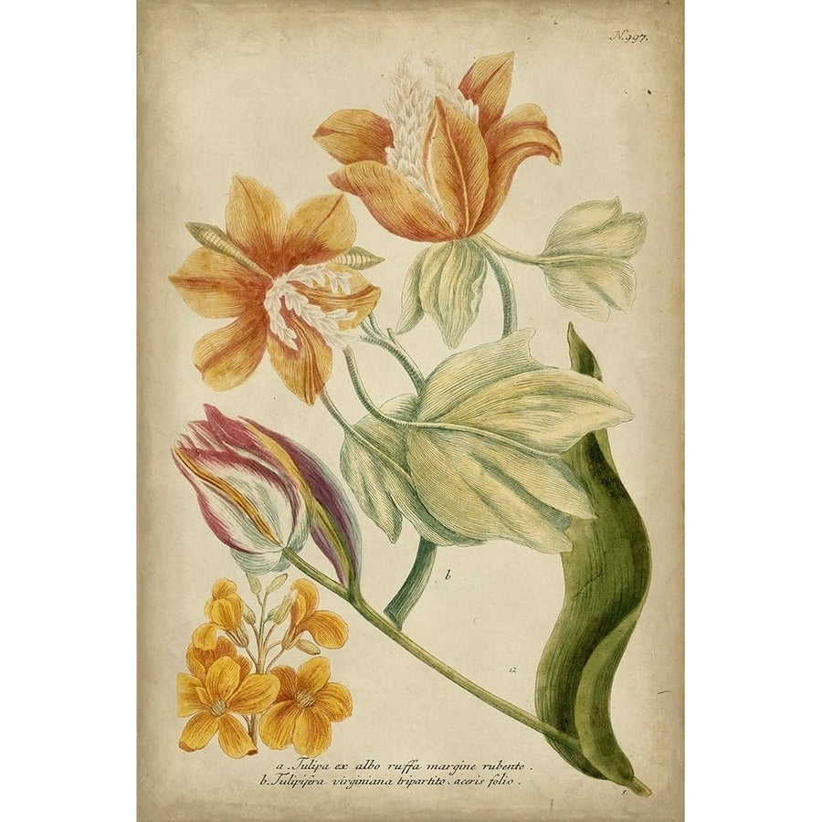 Weinmann Tropical Floral II Poster Print - Weinmann-VARPDX90478Z Image 1