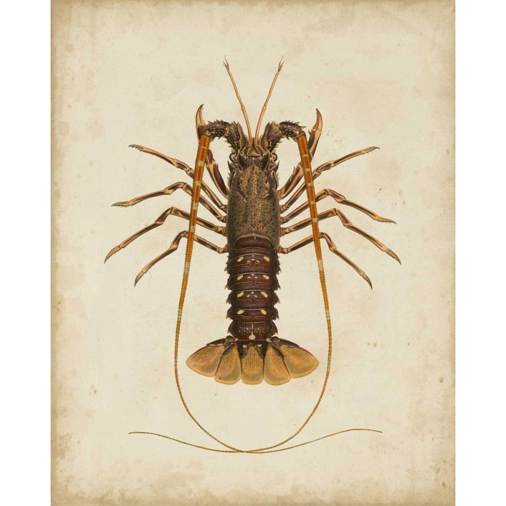 Crustaceans II Poster Print - James Sowerby-VARPDX90493Z Image 1