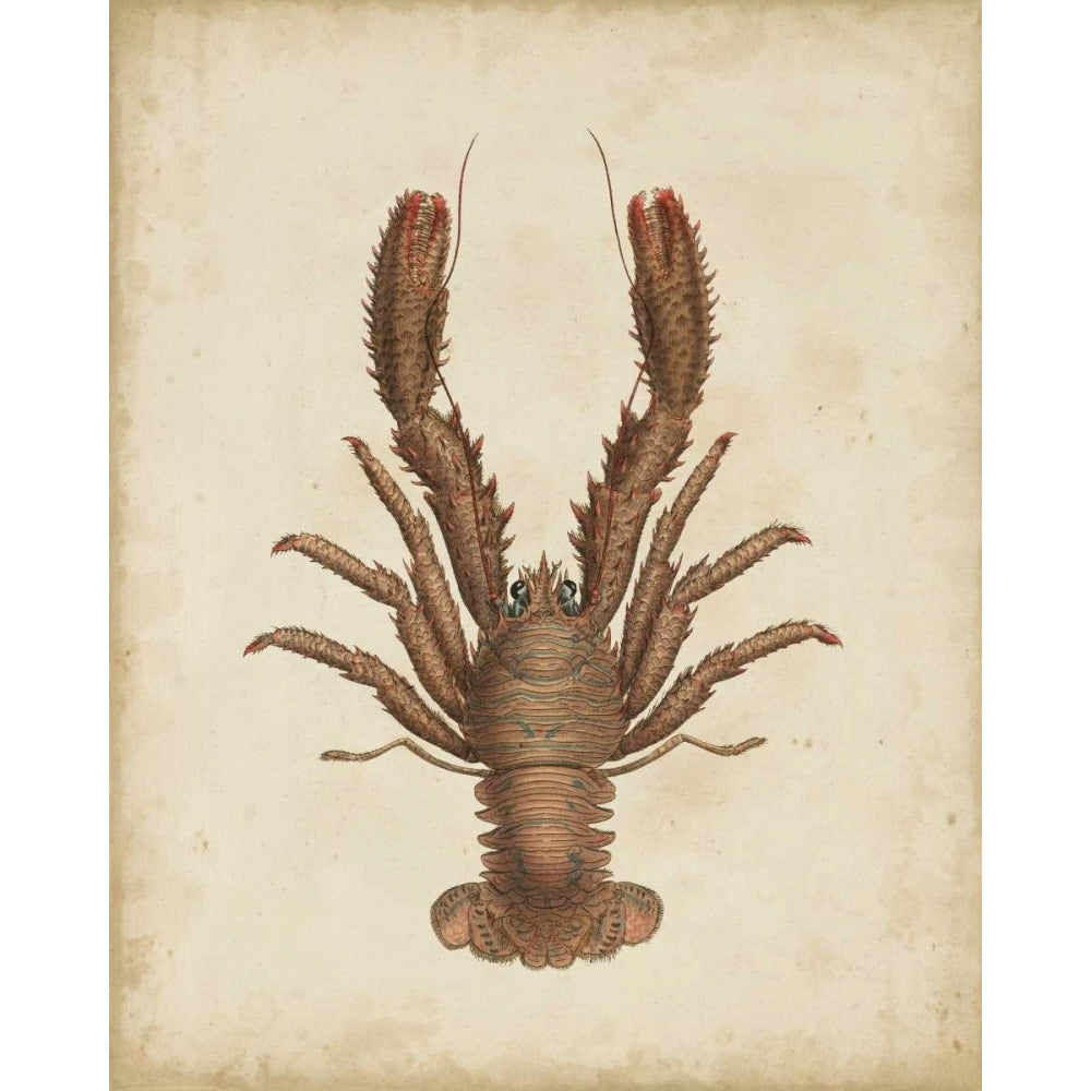 Crustaceans III Poster Print - James Sowerby-VARPDX90494Z Image 1