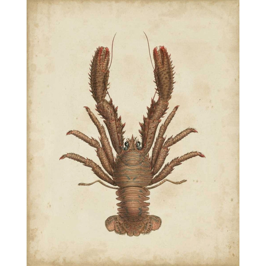 Crustaceans III Poster Print - James Sowerby-VARPDX90494Z Image 1