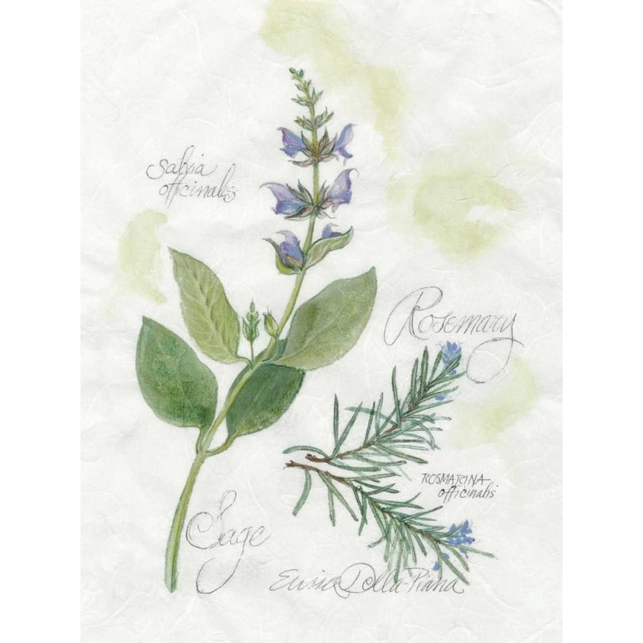 Rosemary and Sage Poster Print - Elissa Della-Piana-VARPDX90499Z Image 1