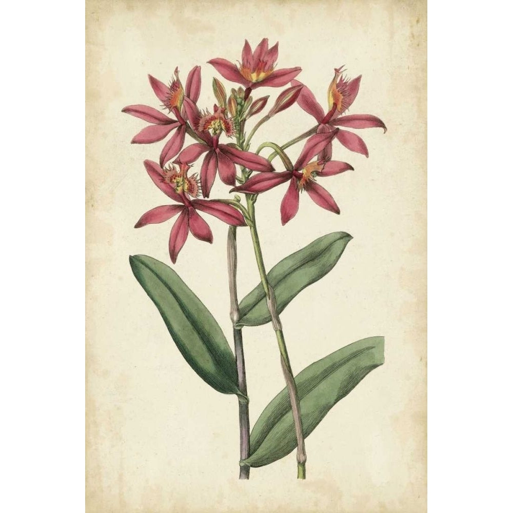 Botanical Display VI Poster Print - Studio Vision-VARPDX90488Z Image 1