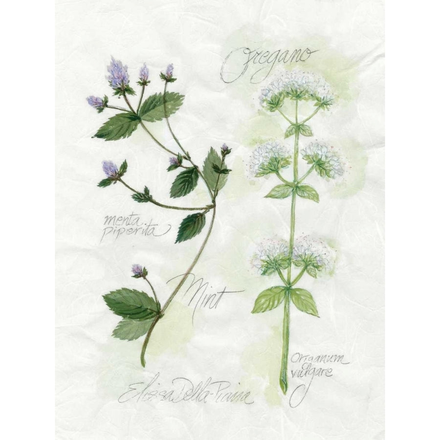 Oregano and Mint Poster Print - Elissa Della-Piana-VARPDX90498Z Image 1