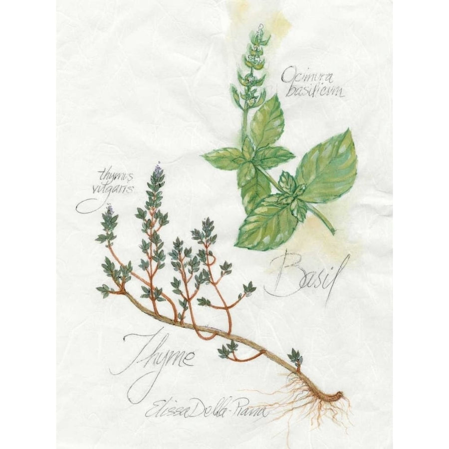 Basil and Thyme Poster Print - Elissa Della-Piana-VARPDX90500Z Image 1