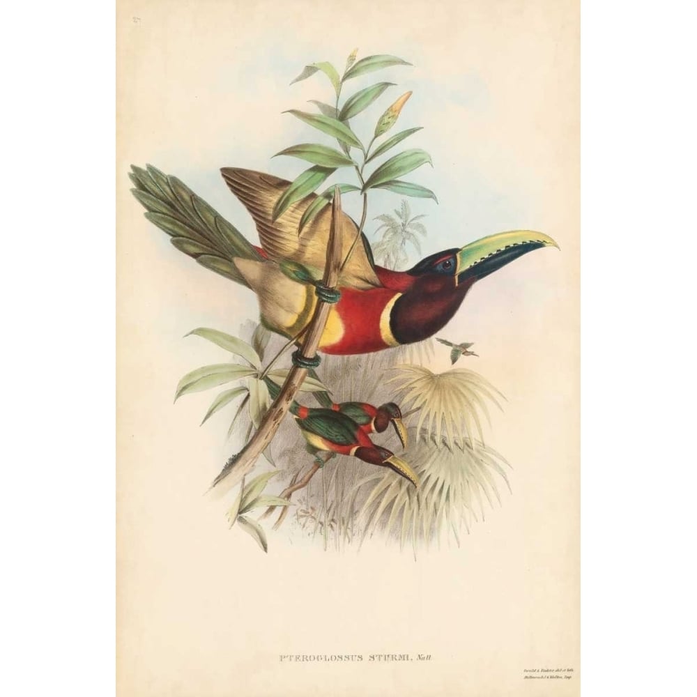 Tropical Toucans III Poster Print - John Gould-VARPDX90509Z Image 1