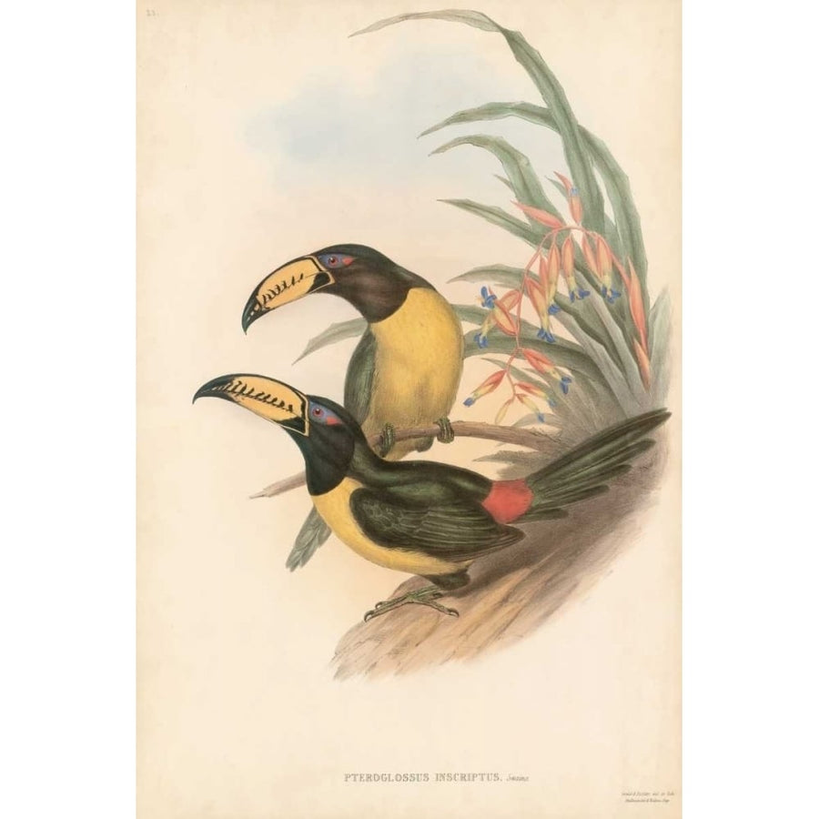 Tropical Toucans IV Poster Print - John Gould-VARPDX90510Z Image 1