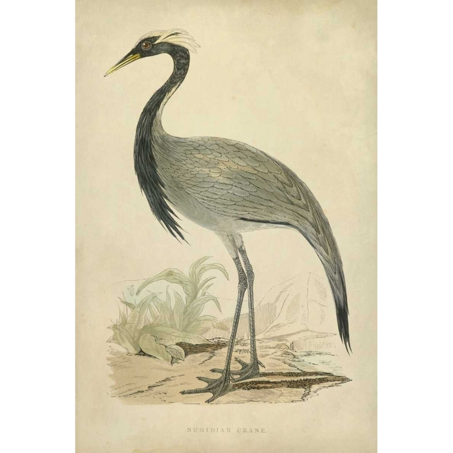 Morris Crane II Poster Print - Morris-VARPDX90627Z Image 1