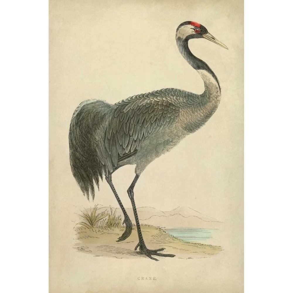 Morris Crane I Poster Print - Morris-VARPDX90626Z Image 1