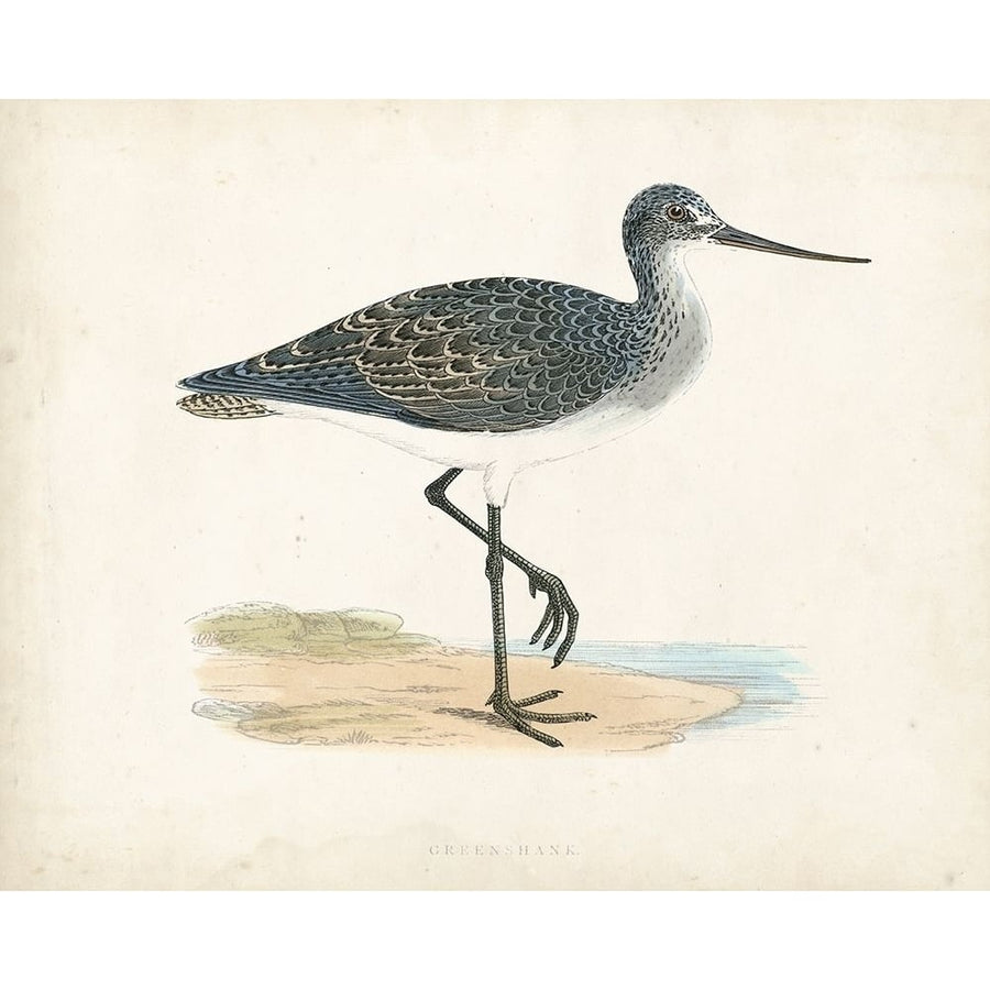 Morris Sandpiper III Poster Print - Morris-VARPDX90630Z Image 1