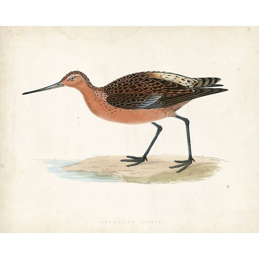 Morris Sandpiper II Poster Print - Morris-VARPDX90629Z Image 1