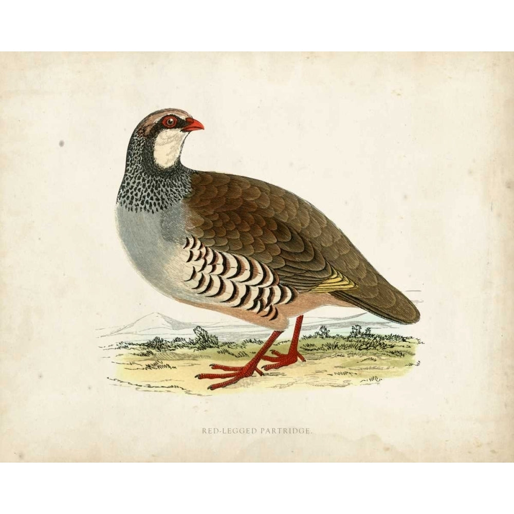 Morris Pheasants II Poster Print - Morris-VARPDX90637Z Image 1