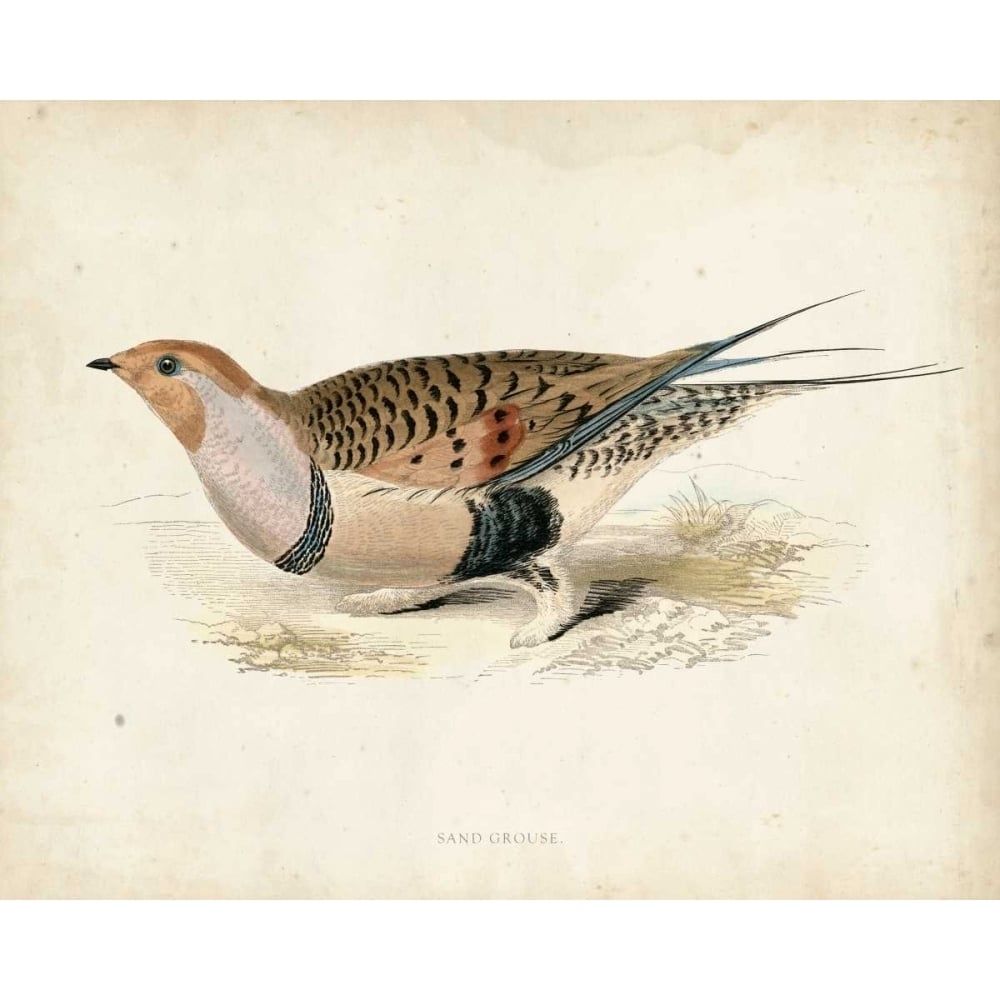 Morris Pheasants V Poster Print - Morris-VARPDX90640Z Image 1