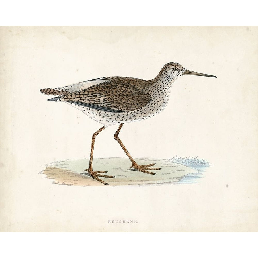 Morris Sandpiper V Poster Print - Morris-VARPDX90632Z Image 1