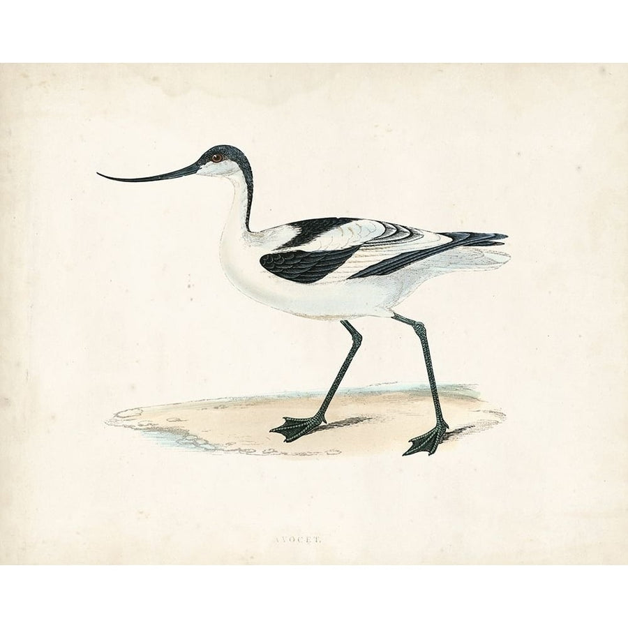 Morris Sandpiper IV Poster Print - Morris-VARPDX90631Z Image 1