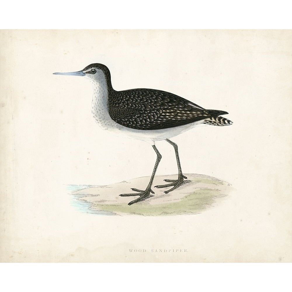 Morris Sandpiper VIII Poster Print - Morris-VARPDX90635Z Image 1