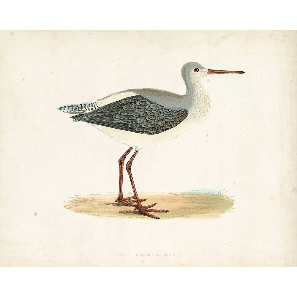 Morris Sandpiper I Poster Print - Morris-VARPDX90628Z Image 1