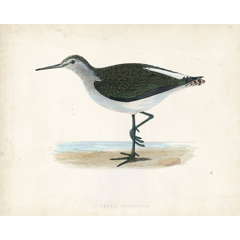 Morris Sandpiper VI Poster Print - Morris-VARPDX90633Z Image 1