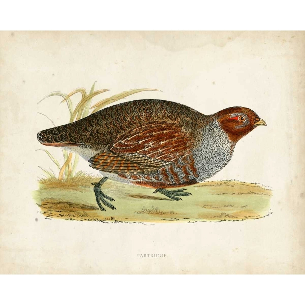 Morris Pheasants I Poster Print - Morris-VARPDX90636Z Image 1