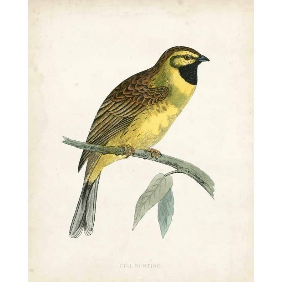 Morris Cirl Bunting Poster Print - Morris-VARPDX90642Z Image 1