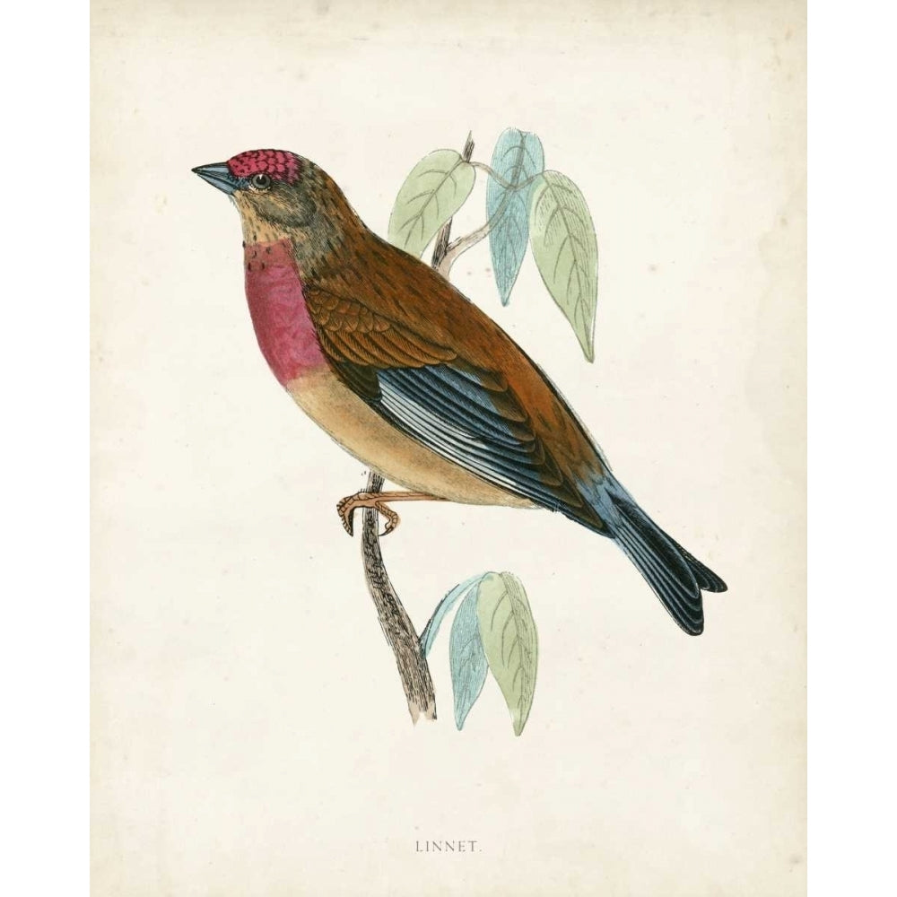 Morris Linnet Poster Print - Morris-VARPDX90647Z Image 1