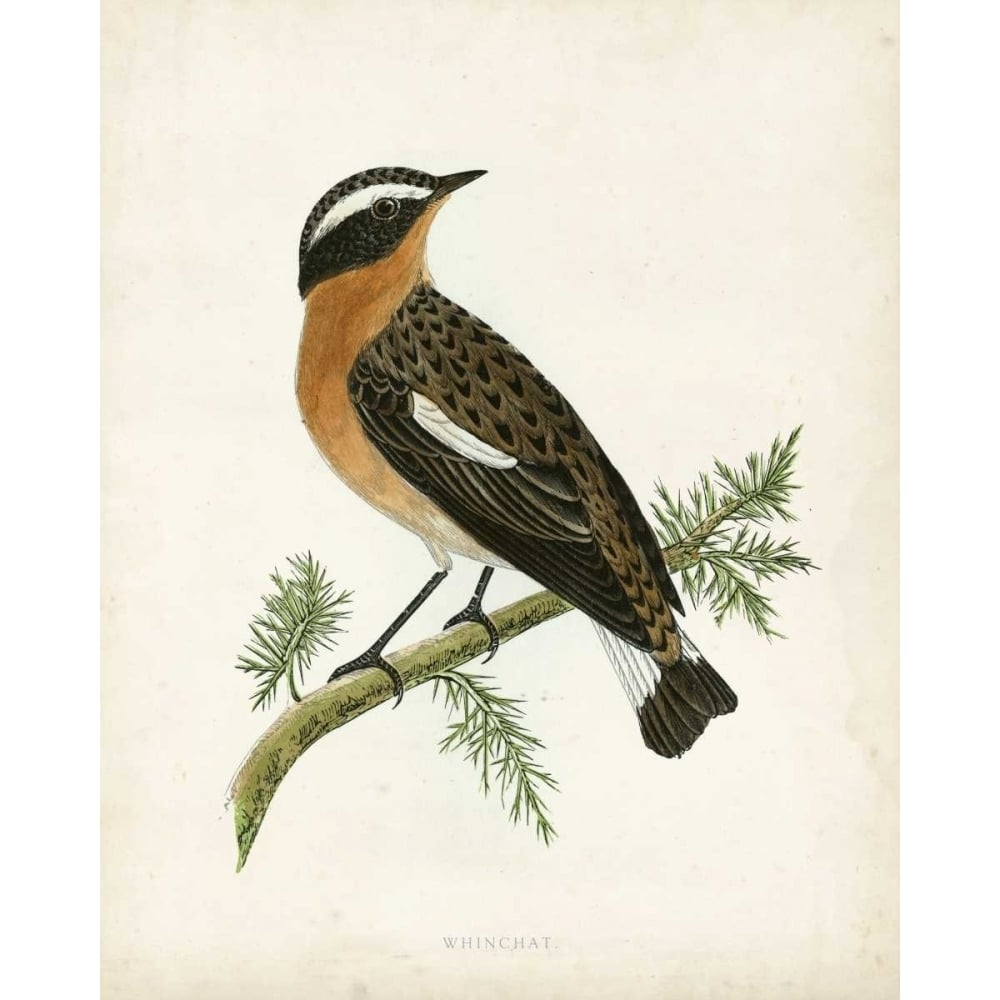 Morris Whinchat Poster Print - Morris-VARPDX90644Z Image 1