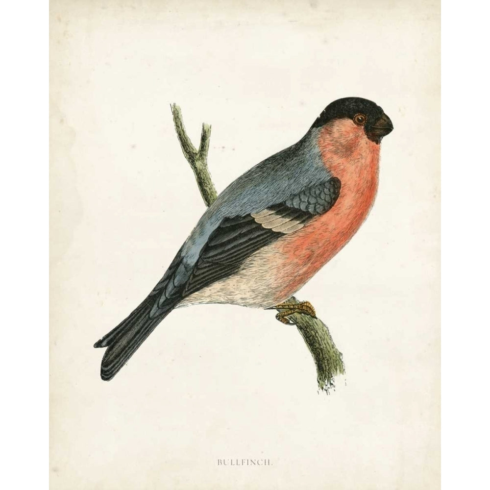 Morris Bullfinch Poster Print - Morris-VARPDX90648Z Image 1