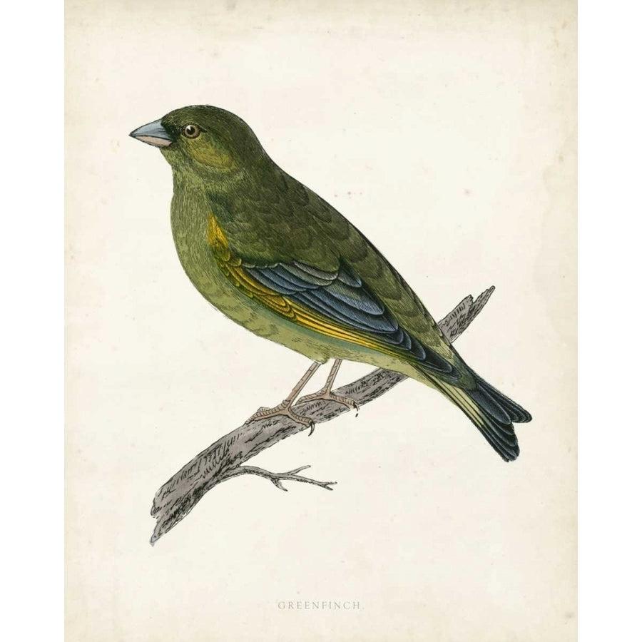 Morris Greenfinch Poster Print - Morris-VARPDX90643Z Image 1