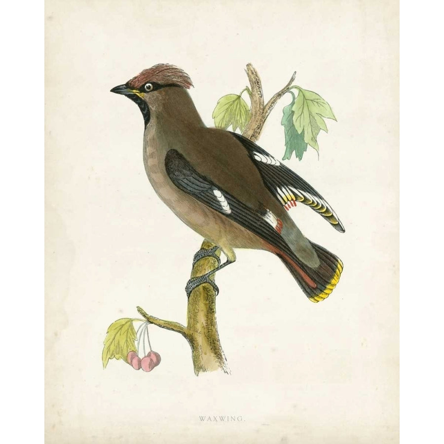 Morris Waxwing Poster Print - Morris-VARPDX90645Z Image 1