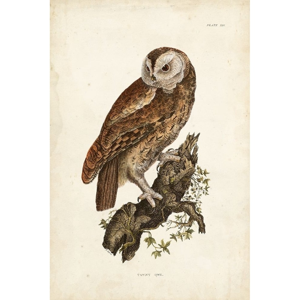 Tawny Owl Poster Print - John Selby-VARPDX90654Z Image 1