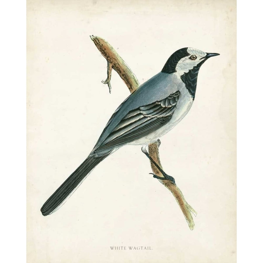 Morris White Wagtail Poster Print - Morris-VARPDX90651Z Image 1